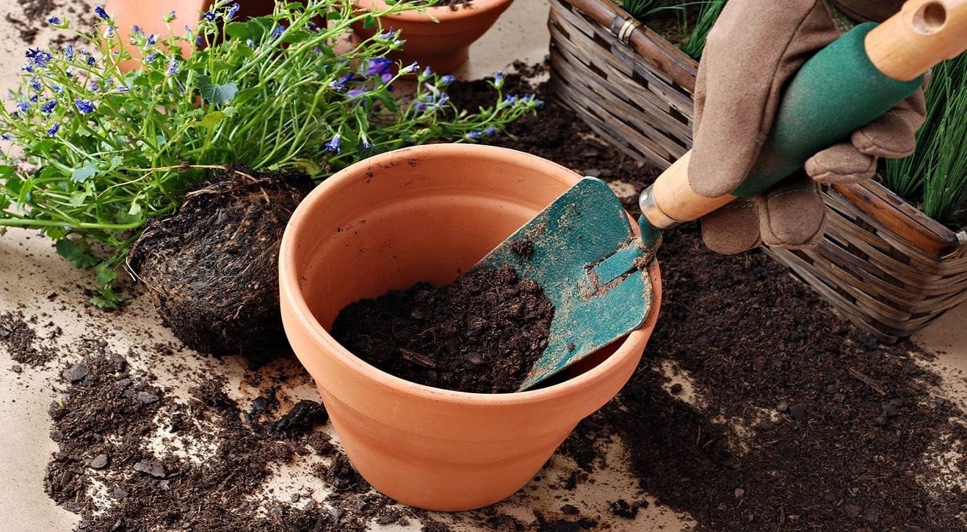 Прежде чем высаживать комнатные растения в грунт, следует провести ряд профилактических мер